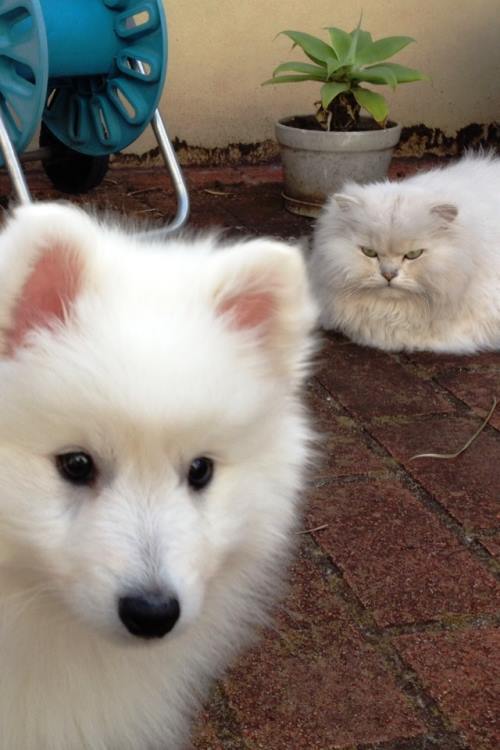 Funny Animal Family