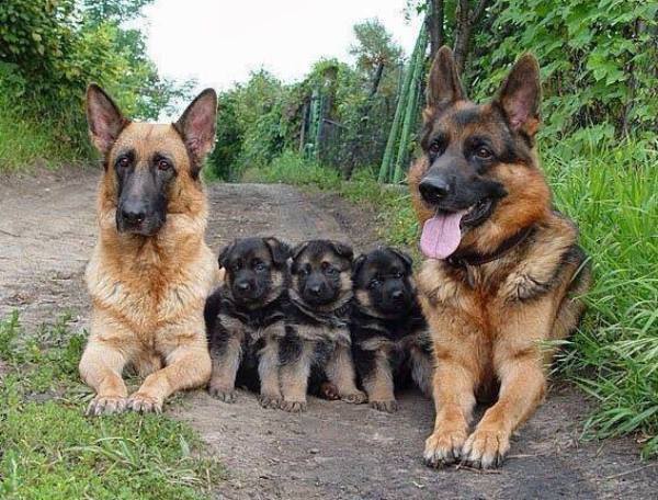 German Shepherd