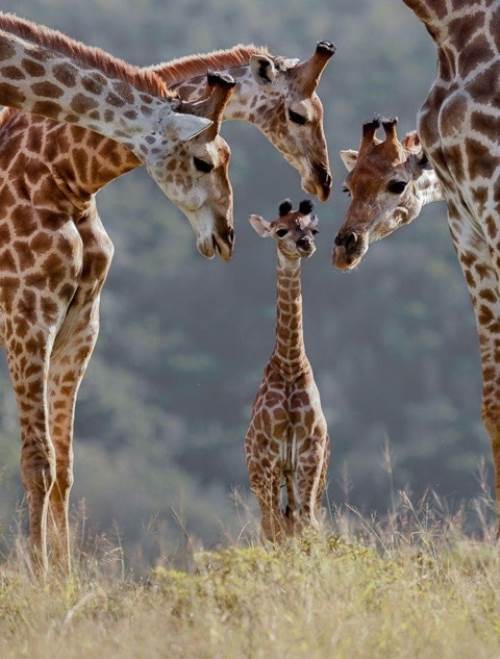 Giraffe Family
