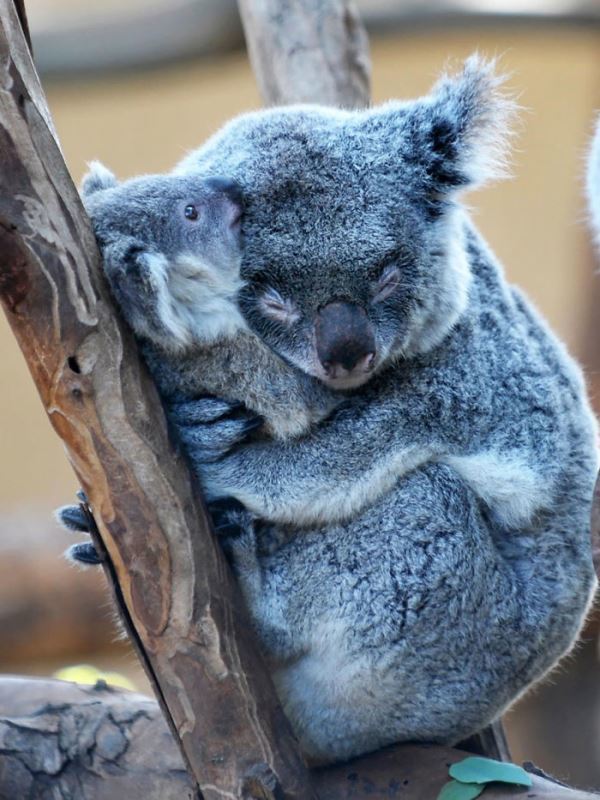 Koala
