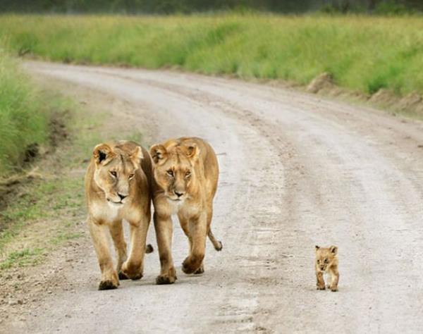 Lion Family