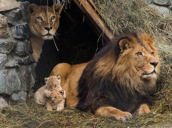 Lions