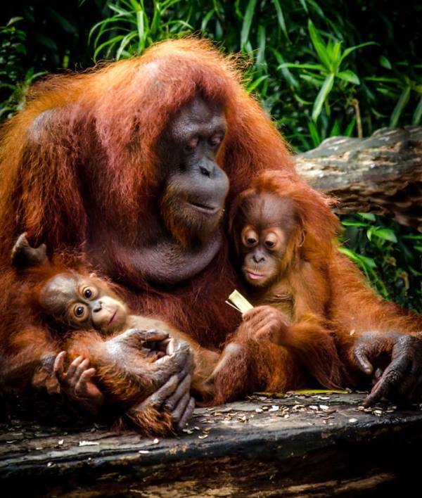 Orangutans