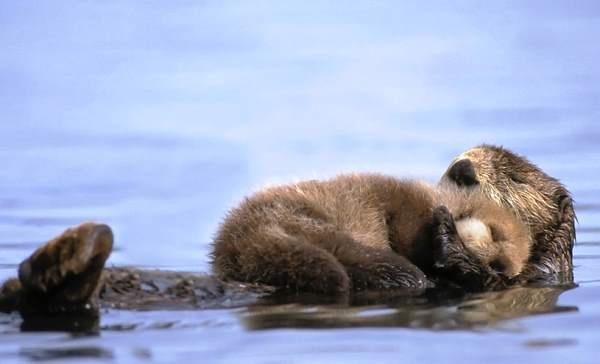 Otter Family