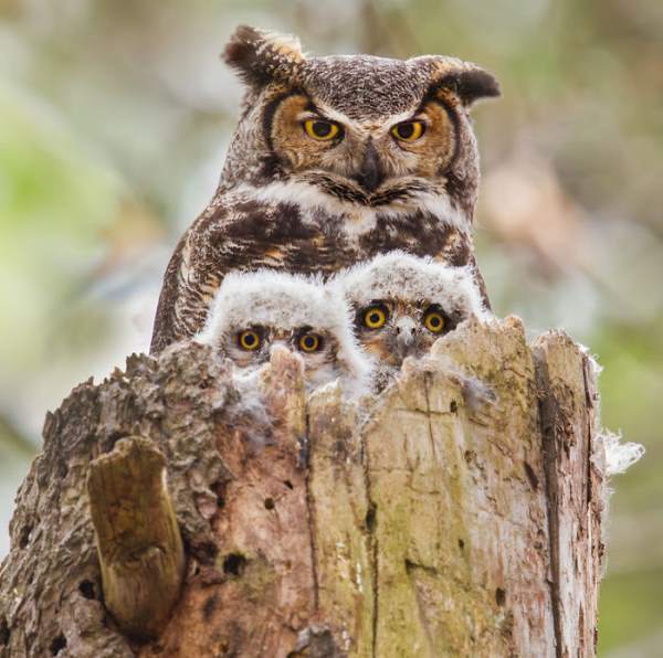 Owls