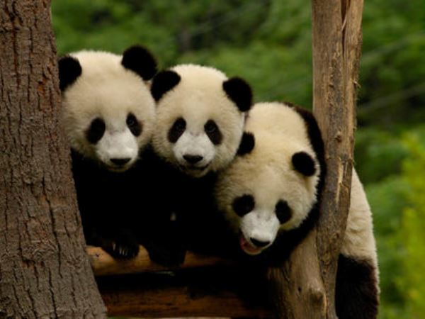 Panda Family