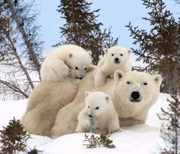 Polar Bears