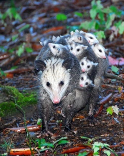 Possum Mom