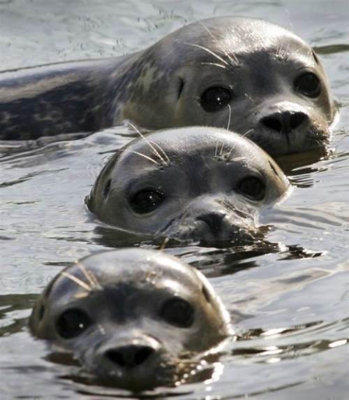 Seals