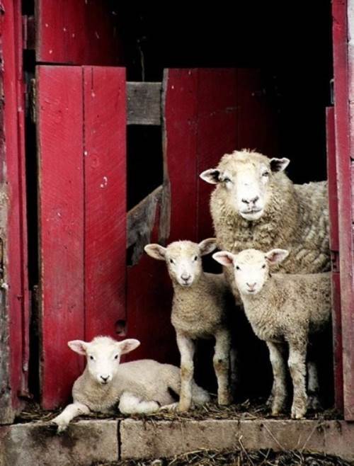 Sheep Family