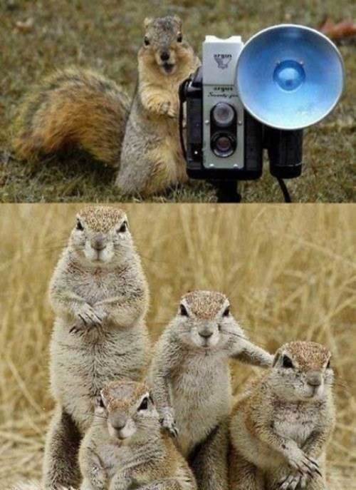 Squirrels