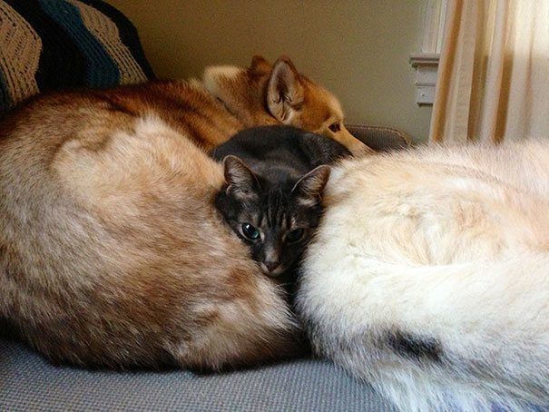 Cat And Corgi Butts