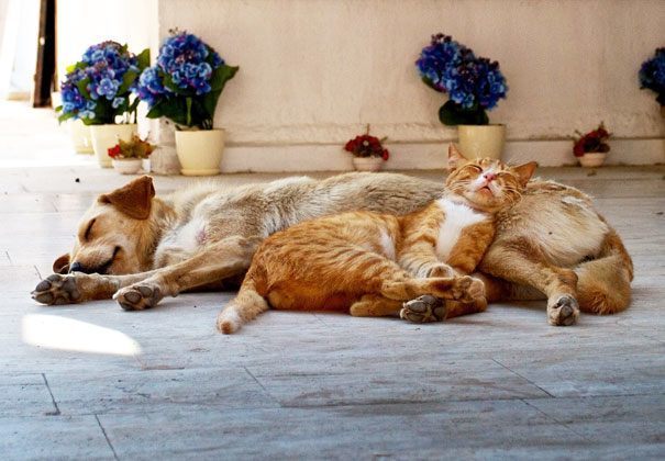 Cat And Dog Snuggling