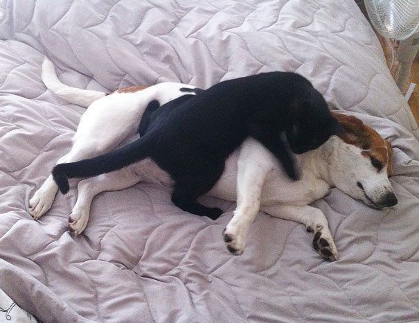 Cats And Dogs