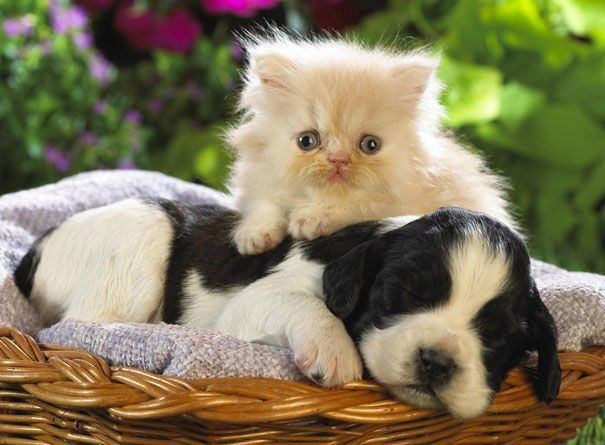 Cats Using Dogs As Pillows Photos