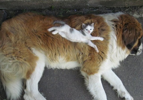 Cats Using Dogs As Pillows Pictures