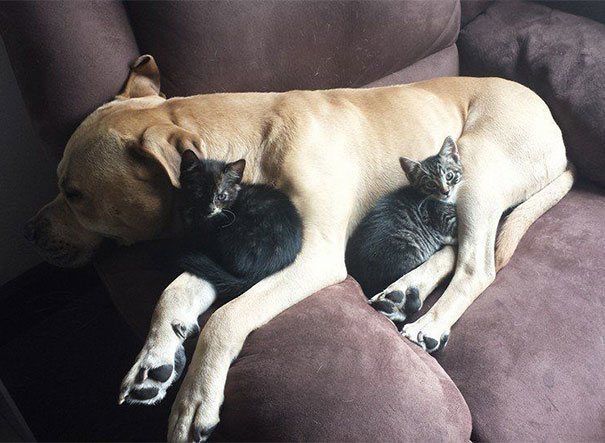 Dog And Cats
