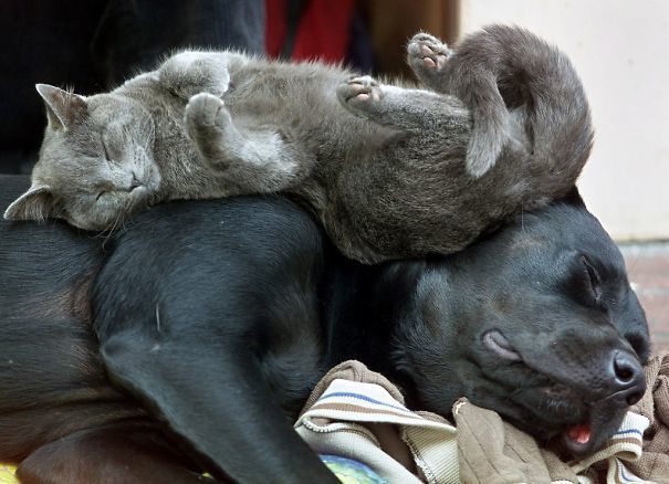 Dog Used As Pillow