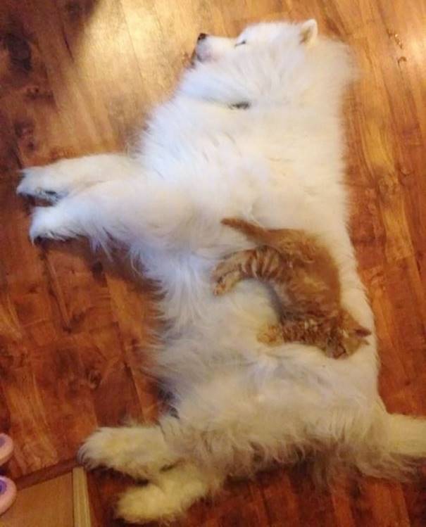 Kitten Laying On Dog