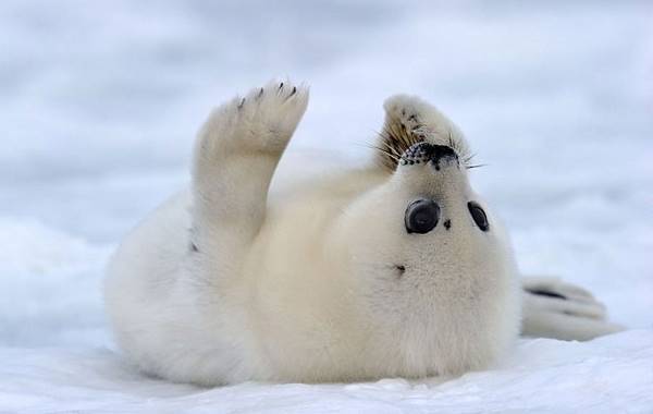 Adorable Harp Seal
