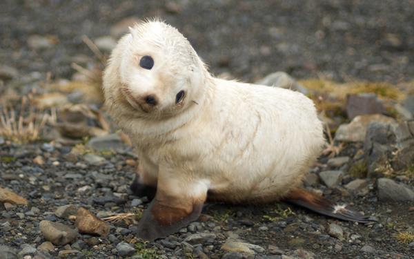 Baby Arctic Harp Seal