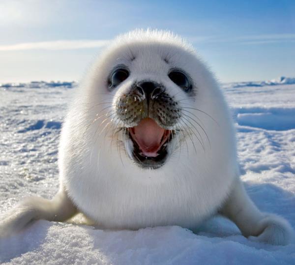 Happy Harp Seal