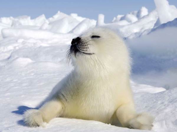 Snow Seal