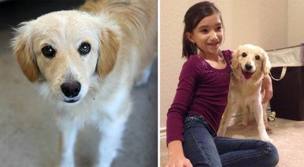 Adopted Pets Before And After
