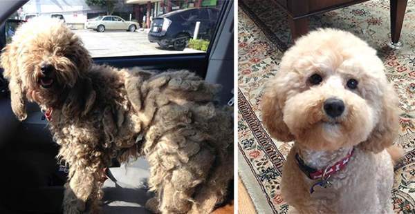 Dog Makeover