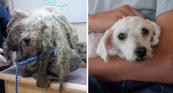 Dog Rescue