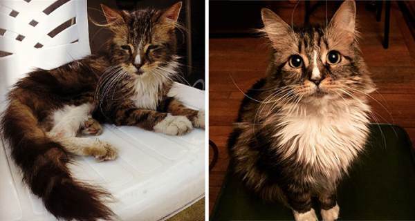 Rescue Animals Cat