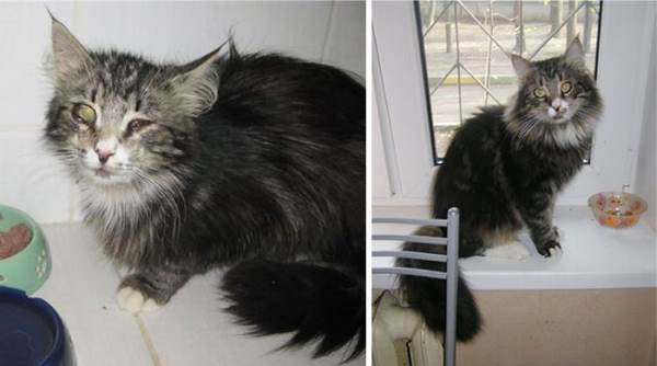 Rescue Cat