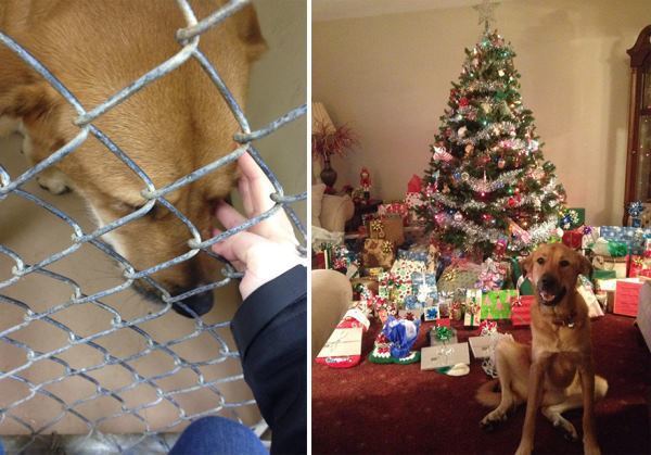 Rescued Dog