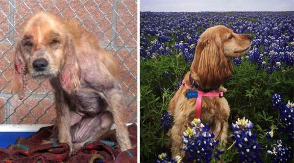 Rescued Dogs