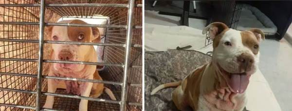 Rescued Pit Bull