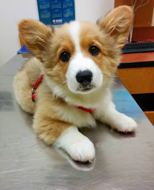 At The Vet