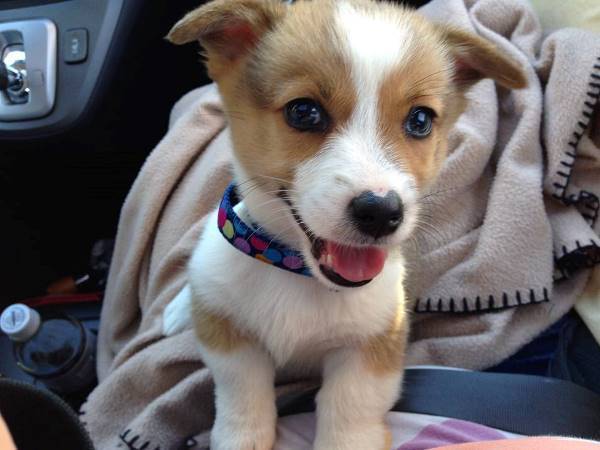 Baby Corgi