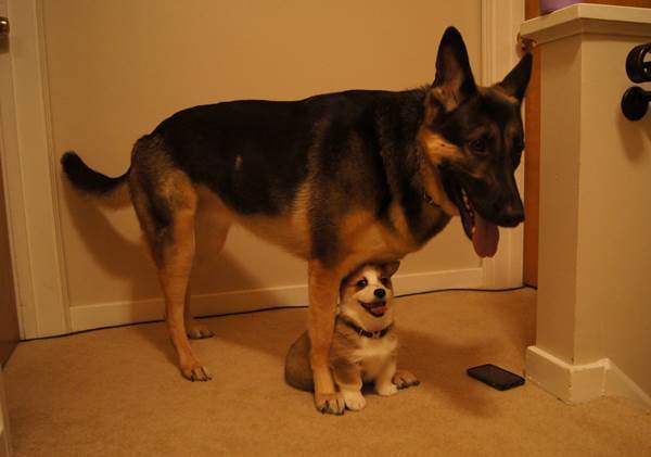 Bodyguard
