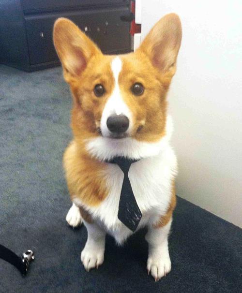 Business Cat Corgi