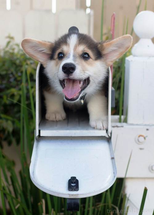 Corgi Mail