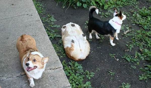 Corgi On Back