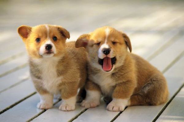 Corgi Photo