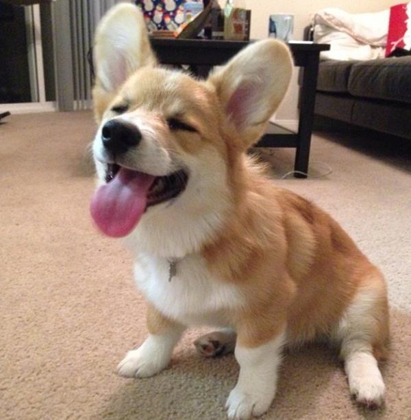 Corgi Photos Wink