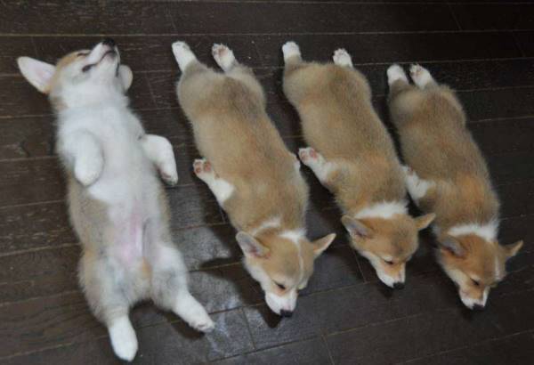 Corgi Pictures