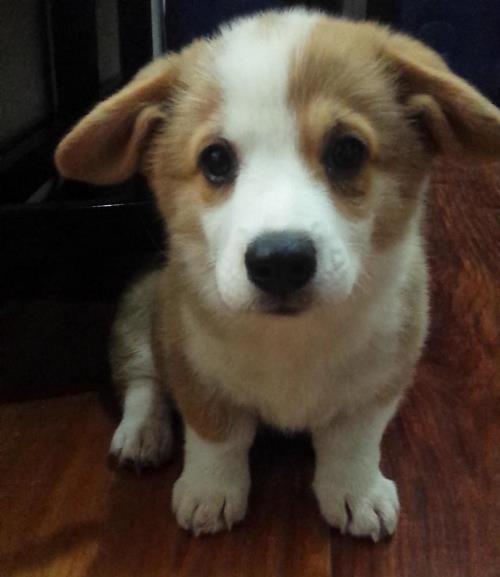 Floppy