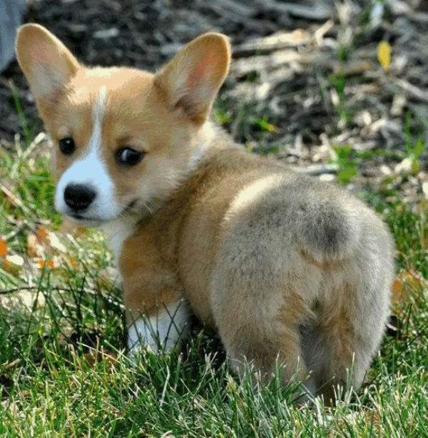 Fluffy Butt