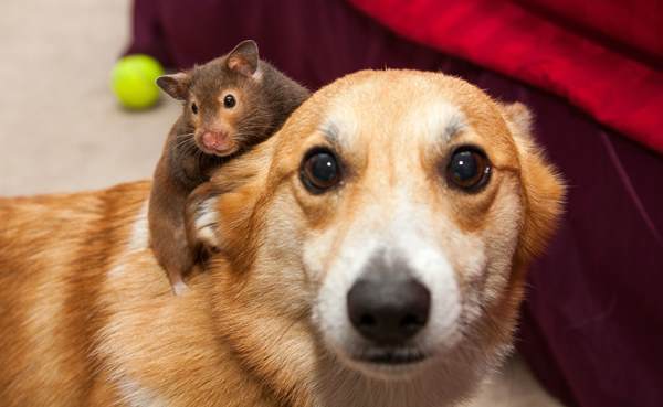 Hamster On A Corgi