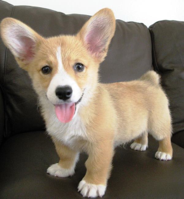 Huge Ears