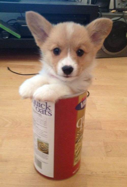 If I Fit