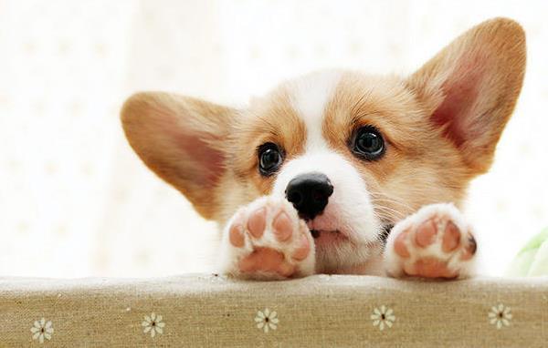 Paws
